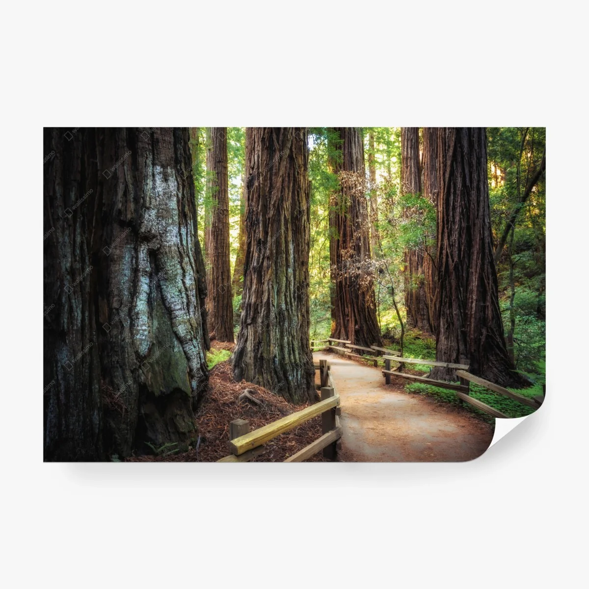 Carta da parati sentiero tra le maestose sequoie • Wallissimo®