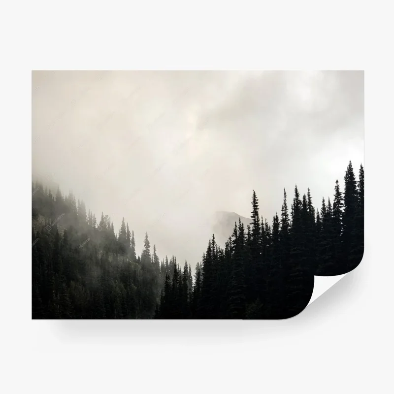 Carta da parati nebbia tra le conifere