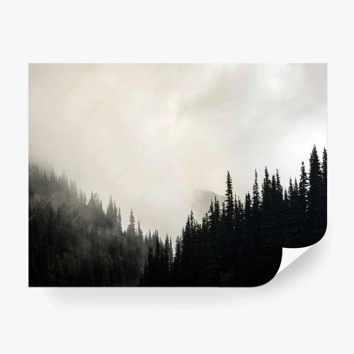 Carta da parati nebbia tra le conifere • Wallissimo®