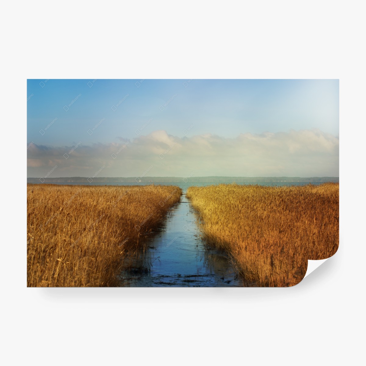 Carta da parati via d'acqua tra i canneti dorati • Wallissimo® Carta da parati via d'acqua tra i canneti dorati • Wallissimo®