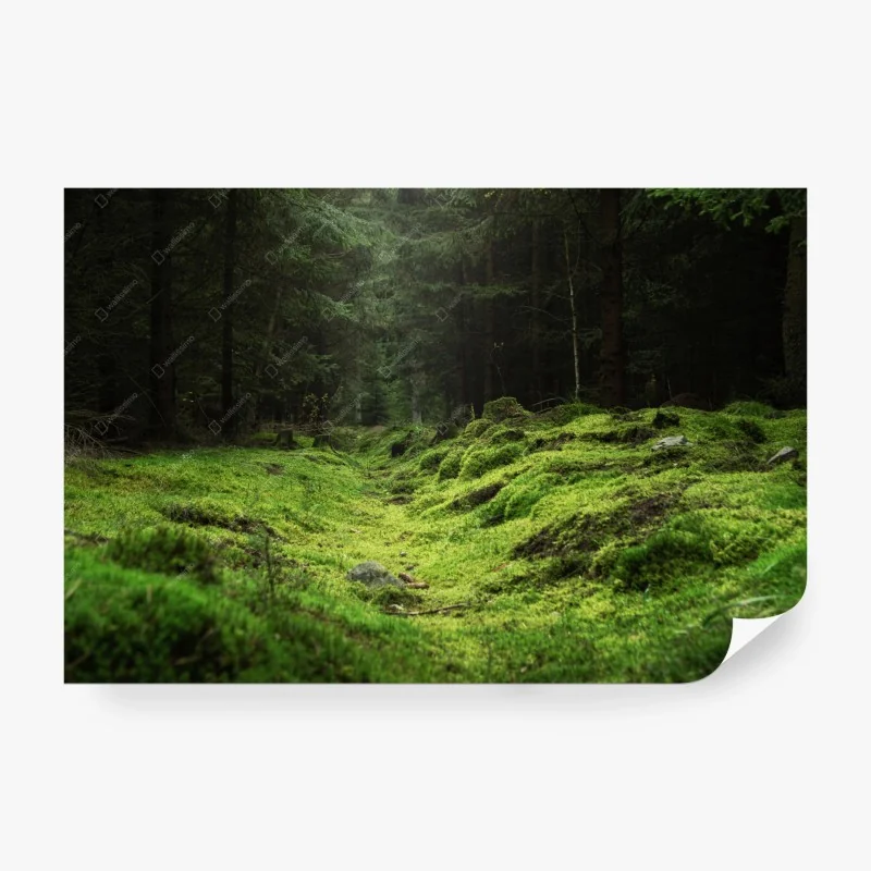 Carta da parati bosco di muschio: scena verde e misteriosa