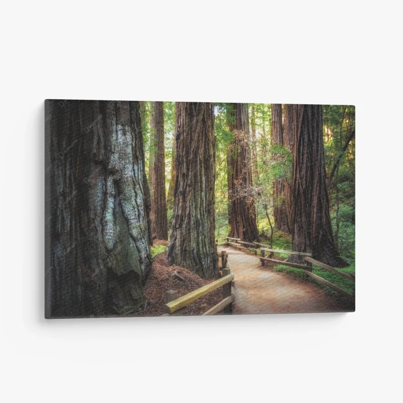 Quadro su tela sentiero tra le maestose sequoie