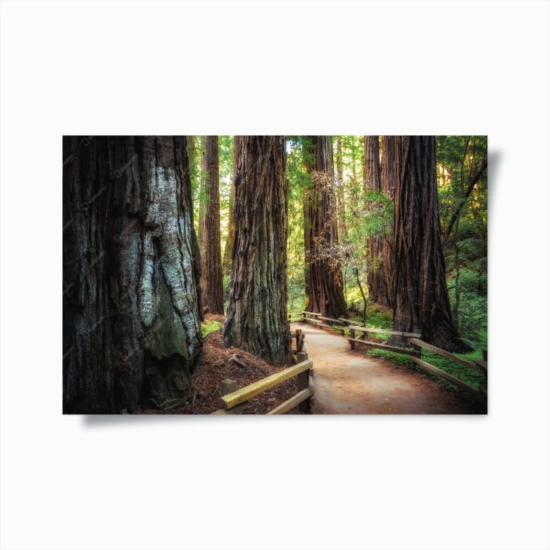 Poster sentiero tra le maestose sequoie