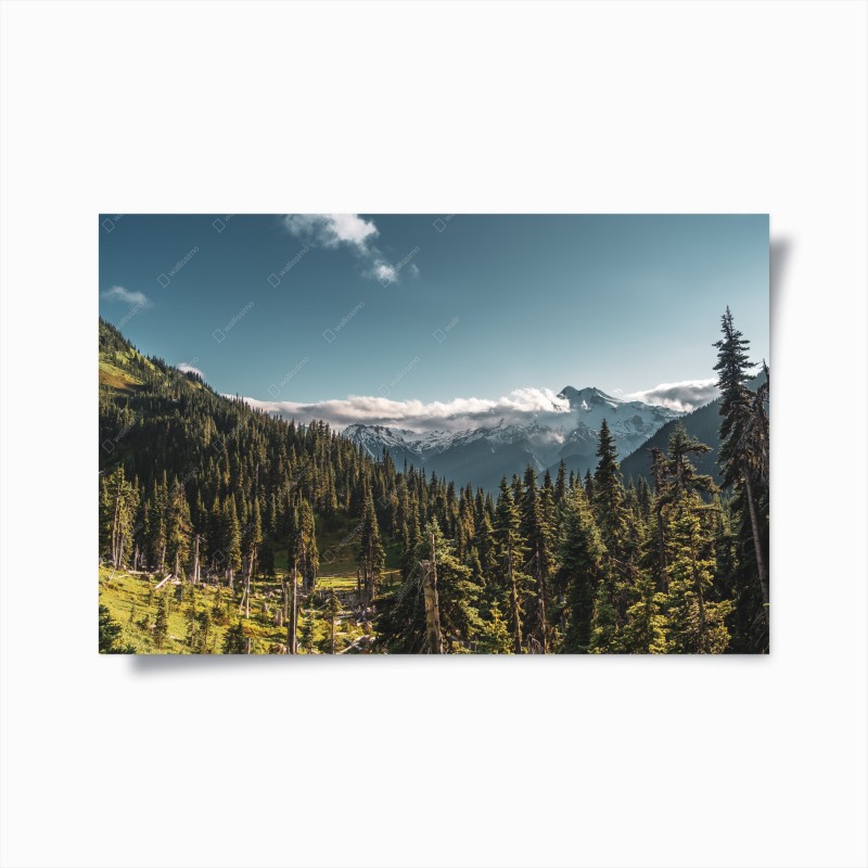 Poster panorama montano tra pini e cime innevate