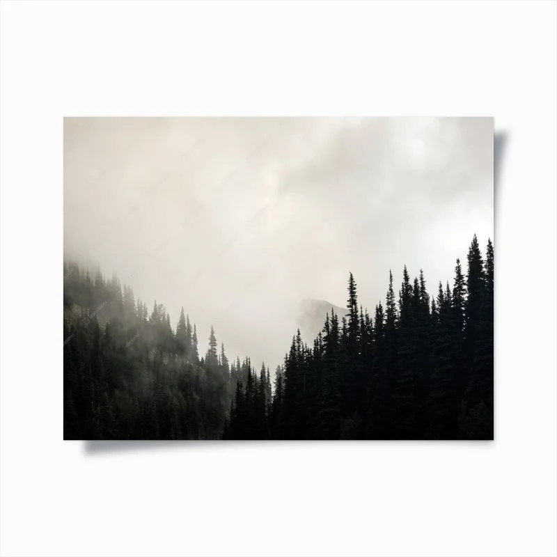 Poster nebbia tra le conifere