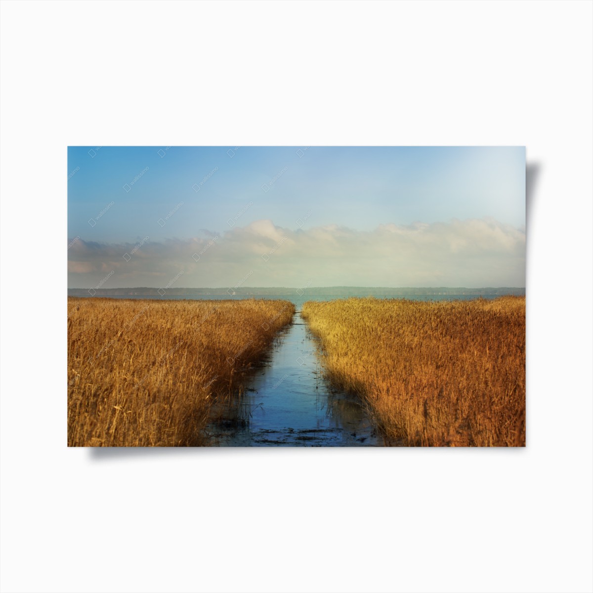 Poster via d'acqua tra i canneti dorati • Wallissimo®