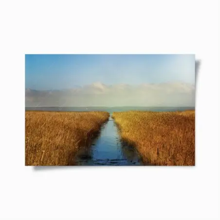 Poster via d'acqua tra i canneti dorati • Wallissimo®