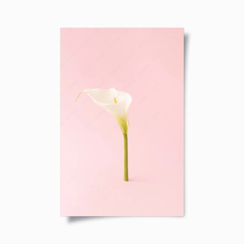 Poster calla bianca su sfondo rosa minimalista