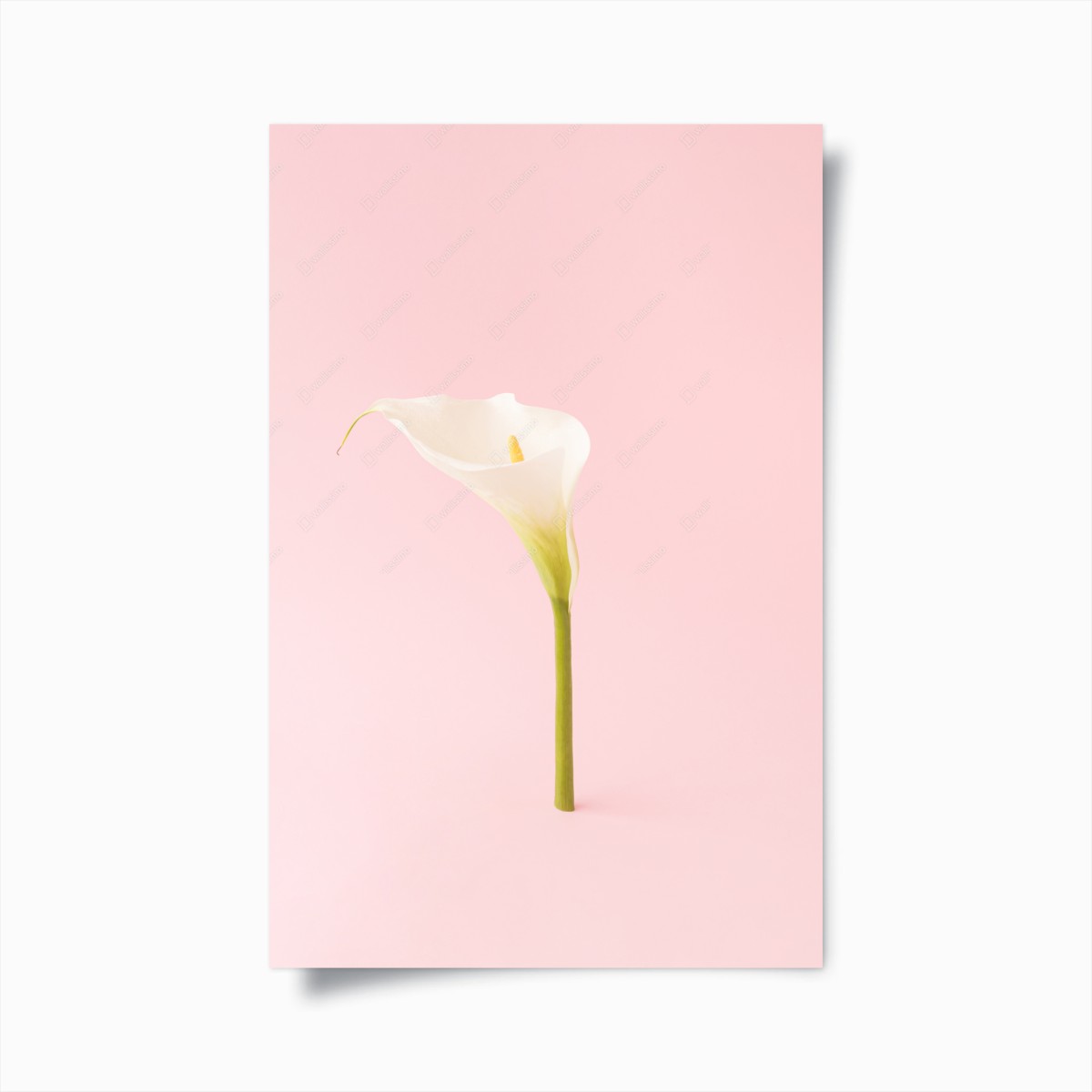 Poster calla bianca su sfondo rosa minimalista • Wallissimo®