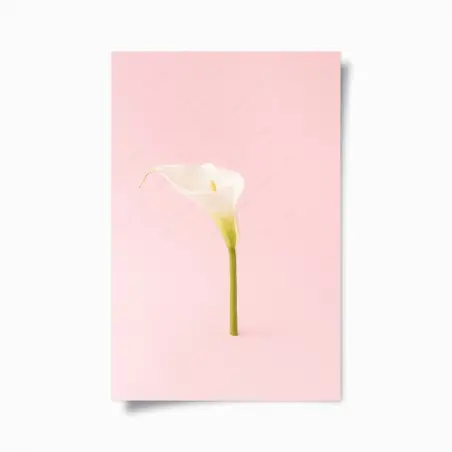 Poster calla bianca su sfondo rosa minimalista • Wallissimo®