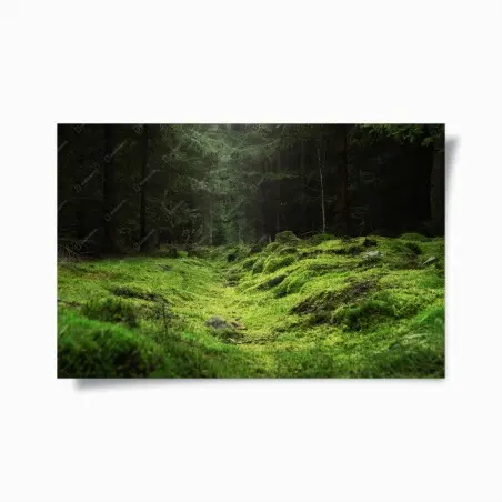 Poster bosco di muschio: scena verde e misteriosa • Wallissimo®