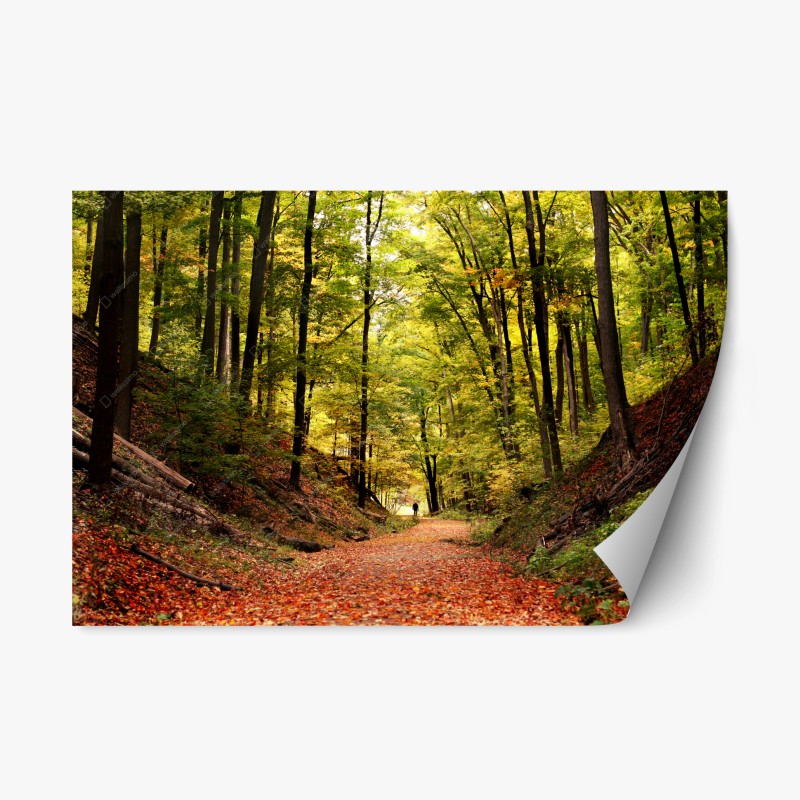 Adesivo riposizionabile sentiero dorato nel bosco autunnale