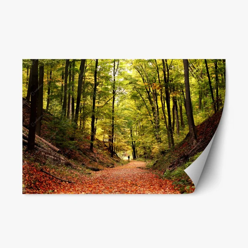 Adesivo riposizionabile sentiero dorato nel bosco autunnale • Wallissimo®