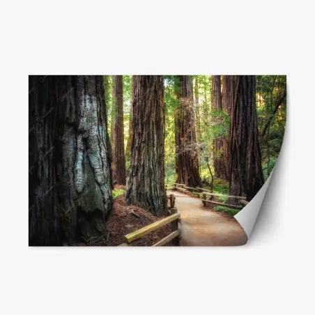 Adesivo riposizionabile sentiero tra le maestose sequoie • Wallissimo®