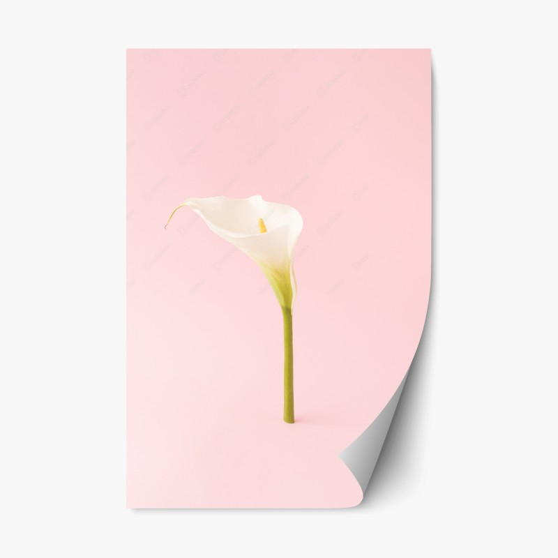 Adesivo riposizionabile calla bianca su sfondo rosa minimalista