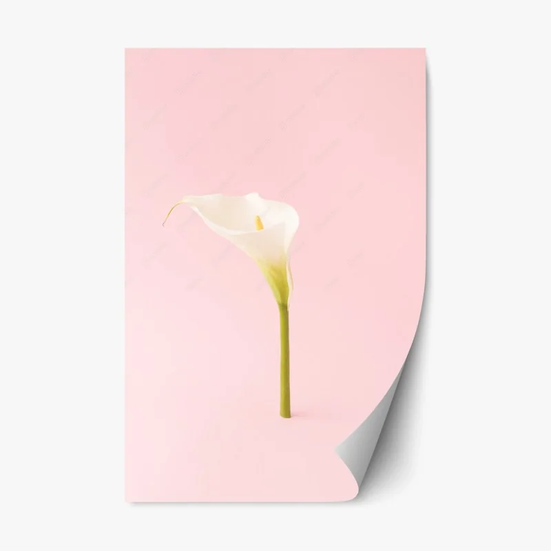 Adesivo riposizionabile calla bianca su sfondo rosa minimalista