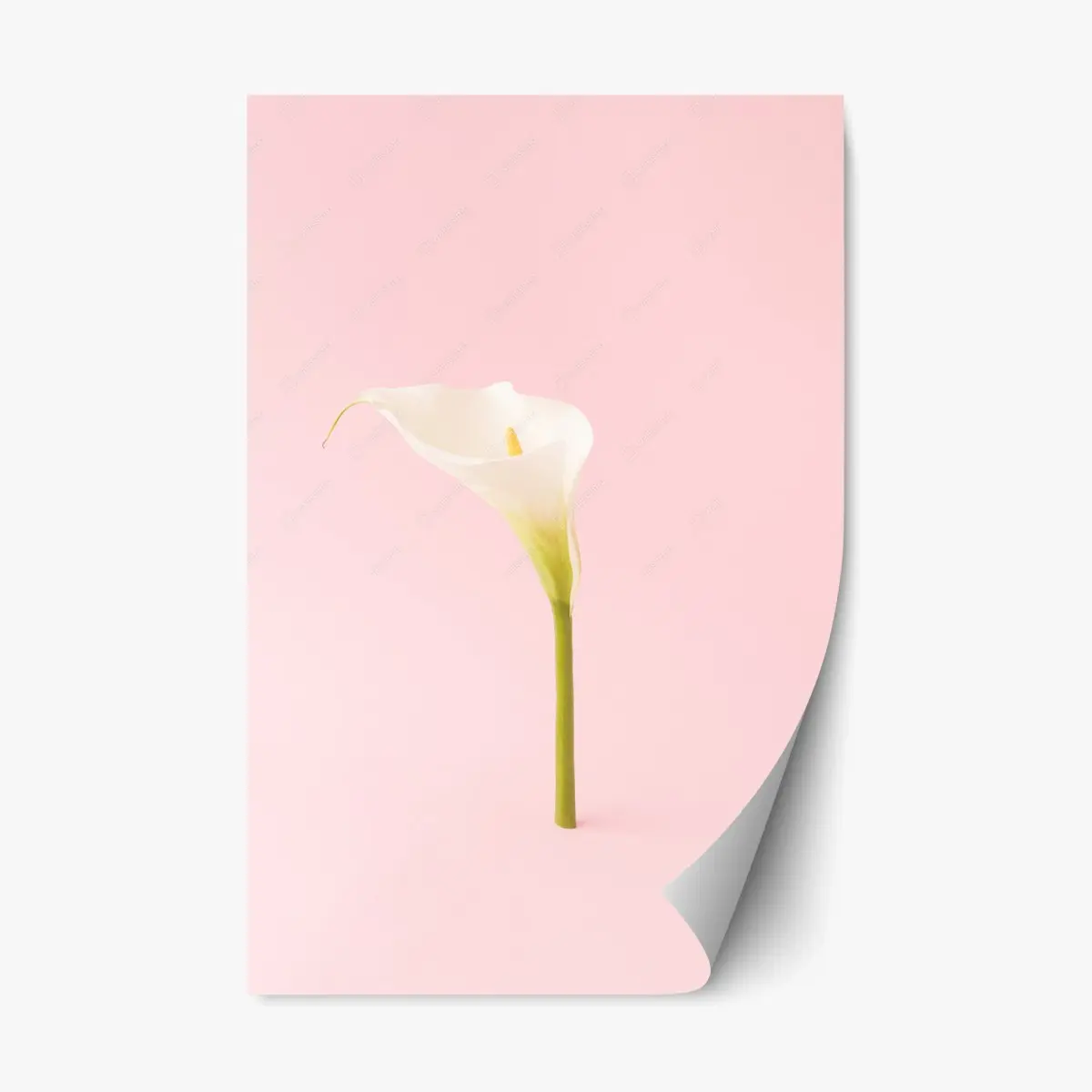 Adesivo riposizionabile calla bianca su sfondo rosa minimalista • Wallissimo®