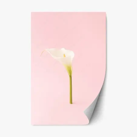 Adesivo riposizionabile calla bianca su sfondo rosa minimalista • Wallissimo®