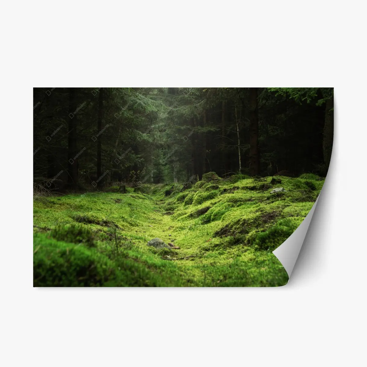 Adesivo riposizionabile bosco di muschio: scena verde e misteriosa • Wallissimo®