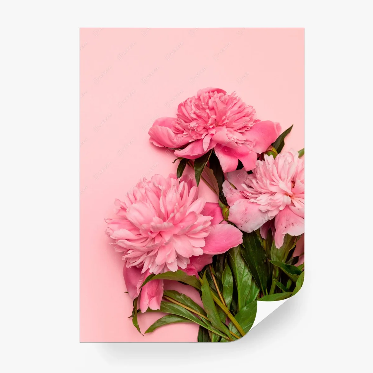 Carta da parati peonie rosa su sfondo pastello • Wallissimo®