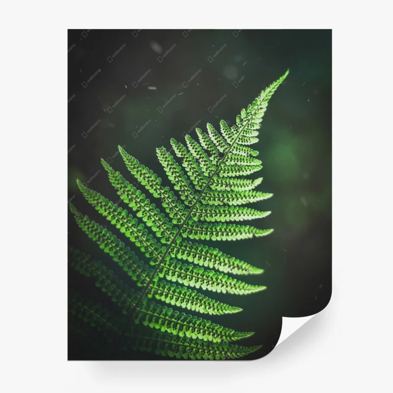 Carta da parati felce verde su sfondo scuro