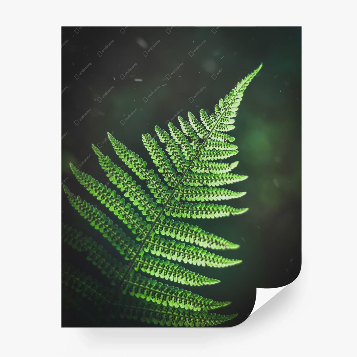 Carta da parati felce verde su sfondo scuro • Wallissimo®