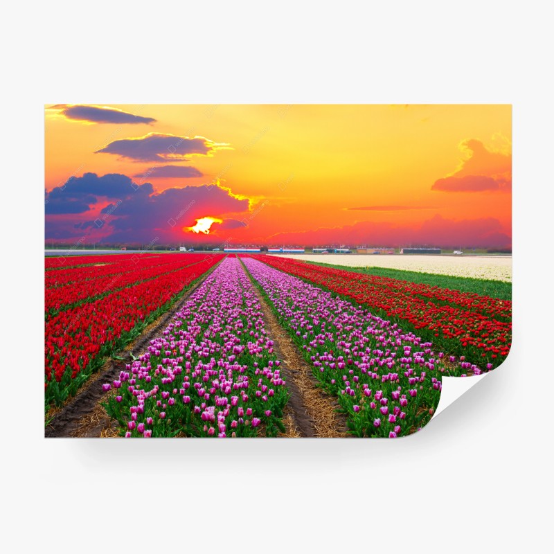 Carta da parati campo di tulipani al tramonto