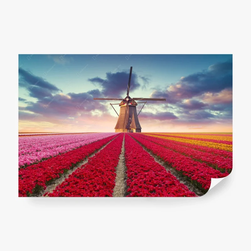 Carta da parati mulino tra campi di tulipani al tramonto