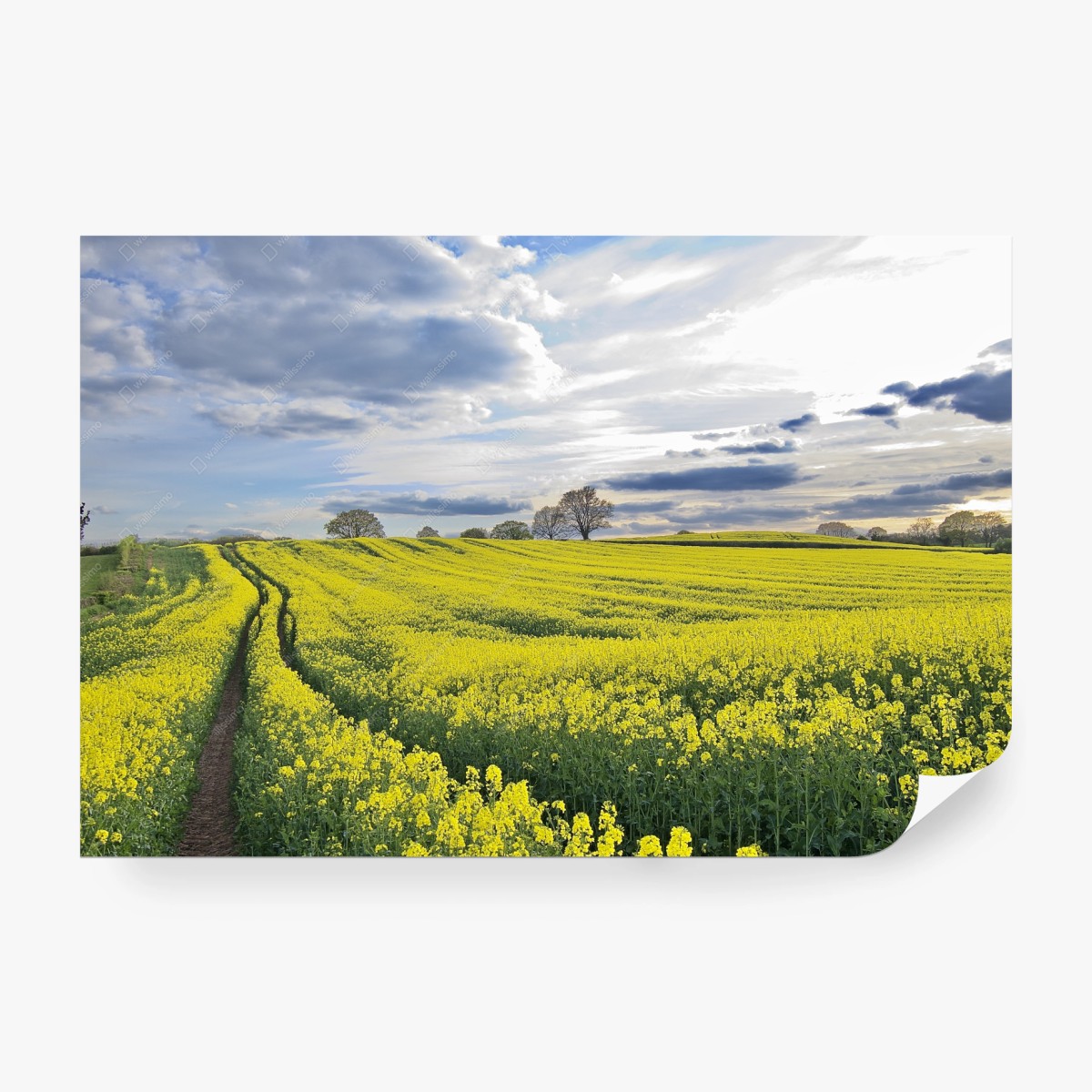 Carta da parati campo di colza sotto un cielo ampio • Wallissimo® Carta da parati campo di colza sotto un cielo ampio • Wallissimo®