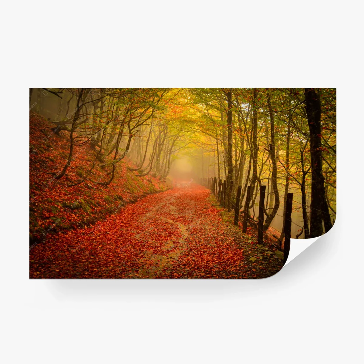 Carta da parati sentiero d'autunno tra gli alberi • Wallissimo® Carta da parati sentiero d'autunno tra gli alberi • Wallissimo®