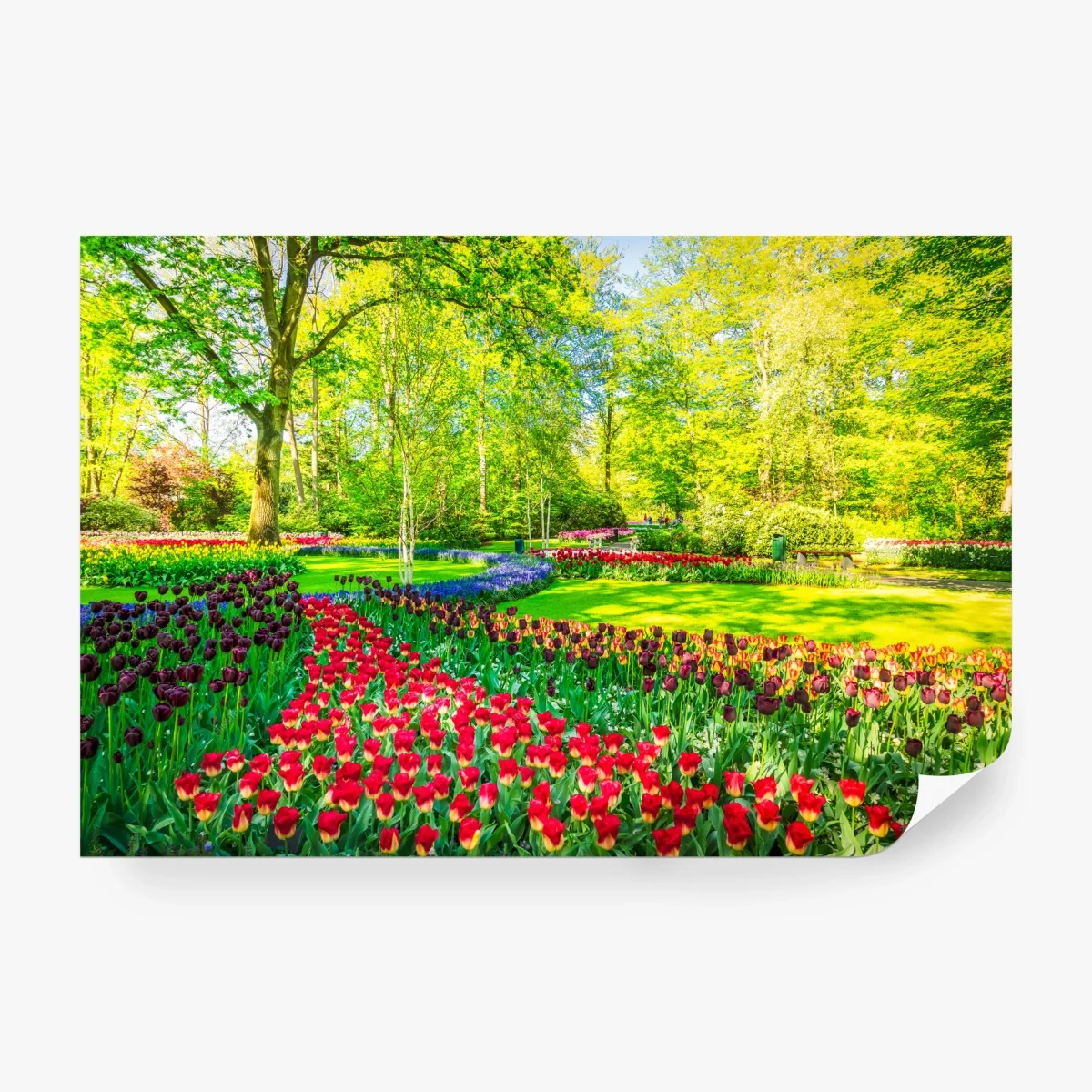 Carta da parati giardino di tulipani primaverile • Wallissimo® Carta da parati giardino di tulipani primaverile • Wallissimo®