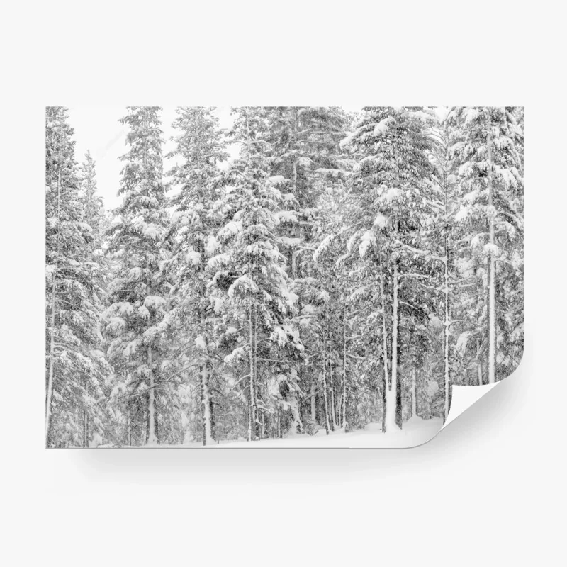 Carta da parati paesaggio silente: foresta innevata in bianco e nero