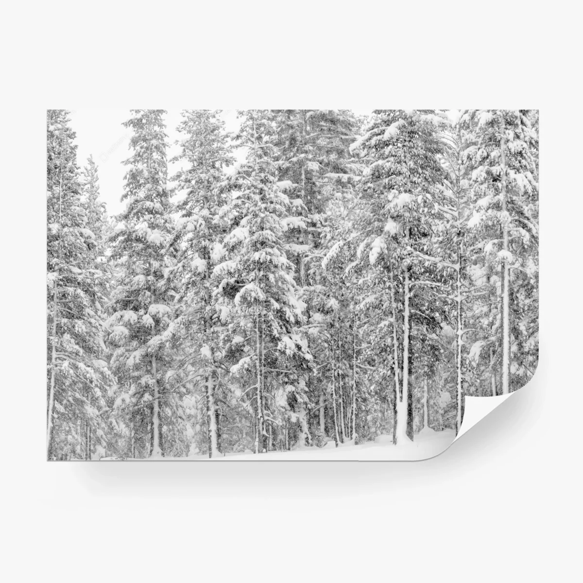 Carta da parati paesaggio silente: foresta innevata in bianco e nero • Wallissimo®