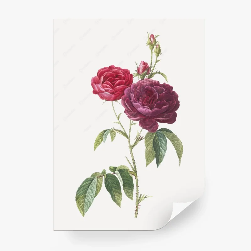 Carta da parati bouquet botanico rosa gallica porpora