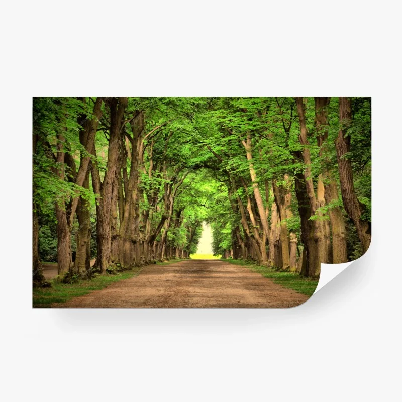 Carta da parati viale alberato verso la luce
