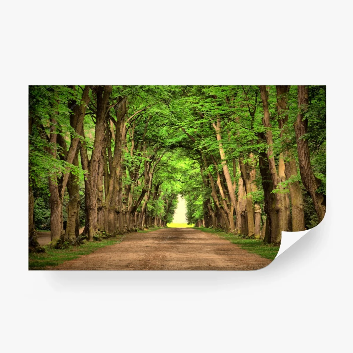 Carta da parati viale alberato verso la luce • Wallissimo®