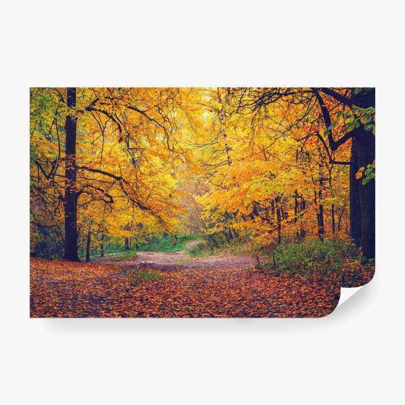 Carta da parati sentiero dorato nel bosco autunnale