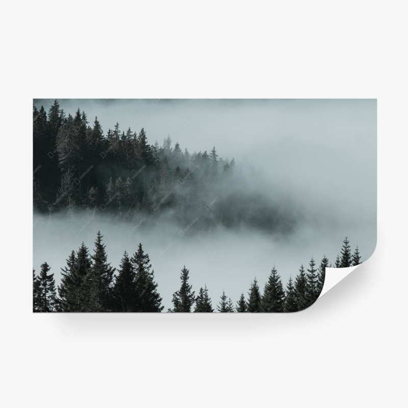 Carta da parati foresta avvolta nella nebbia