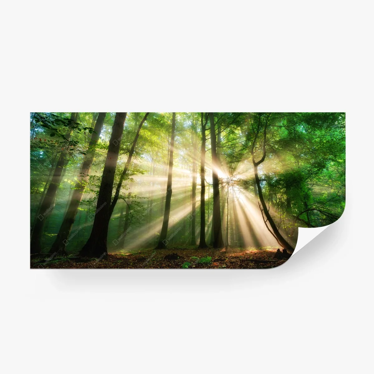 Carta da parati raggiante alba nella foresta • Wallissimo®