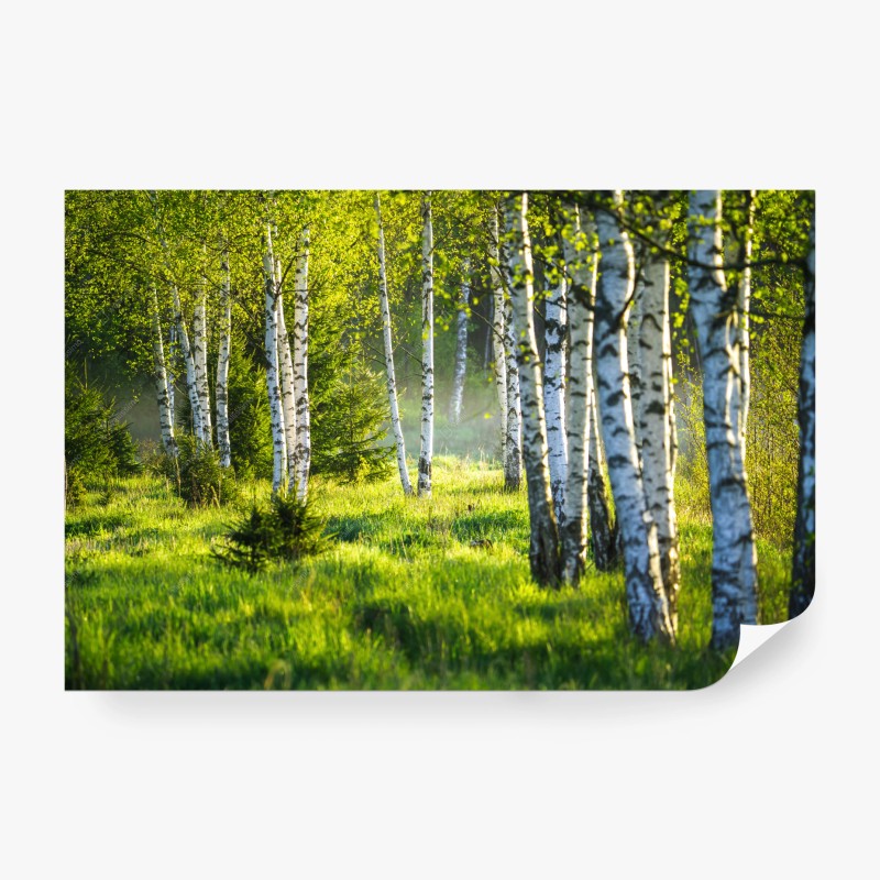 Carta da parati viale di betulle in primavera