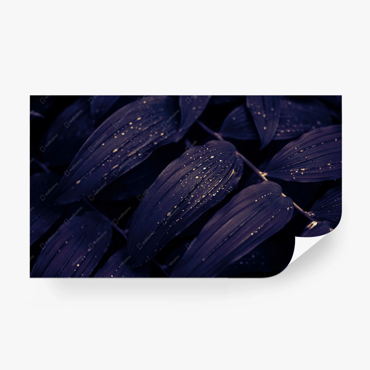 Carta da parati foglie notturne con gocce dorate • Wallissimo® Carta da parati foglie notturne con gocce dorate • Wallissimo®