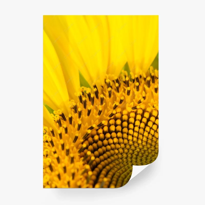 Carta da parati girasole in macro spirale dorata