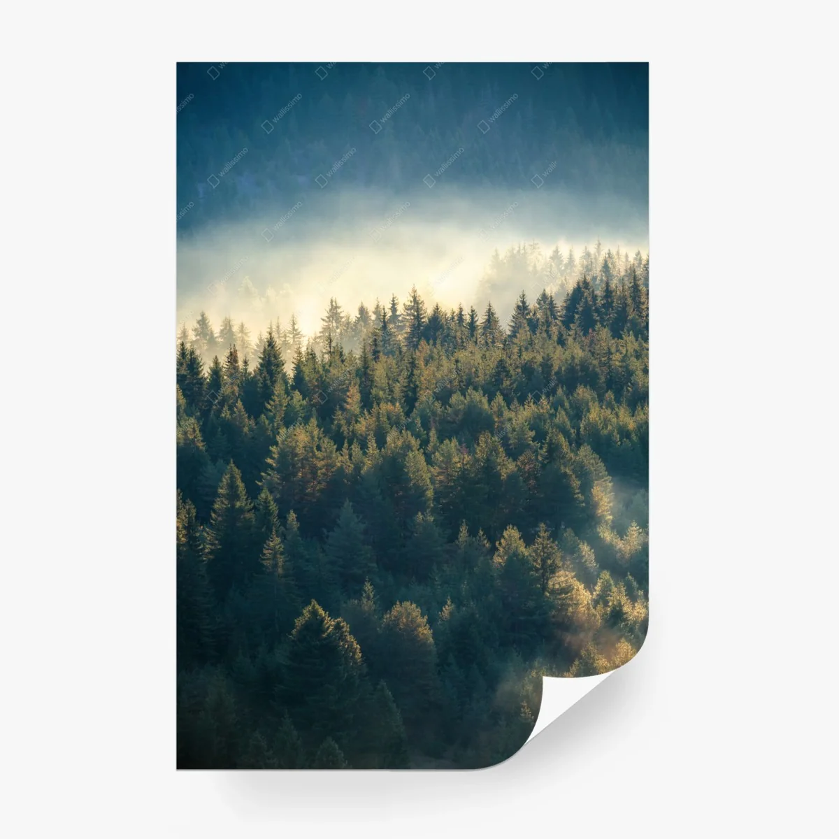 Carta da parati foresta di pini nella nebbia dorata • Wallissimo®