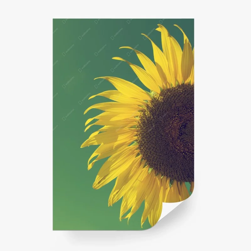 Carta da parati girasole vintage su cielo verde