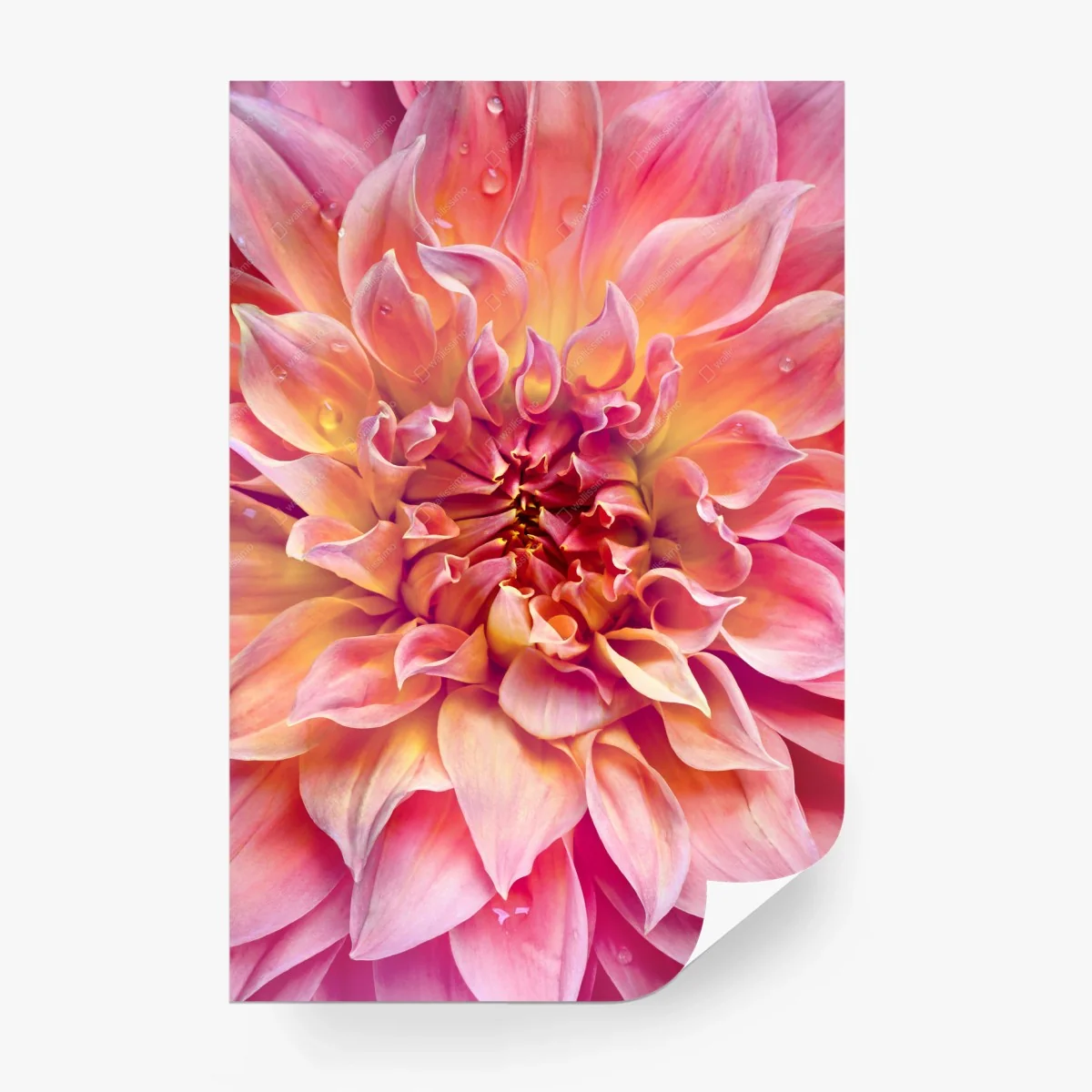 Carta da parati dettaglio floreale nei toni rosa e gialli • Wallissimo® Carta da parati dettaglio floreale nei toni rosa e gialli • Wallissimo®