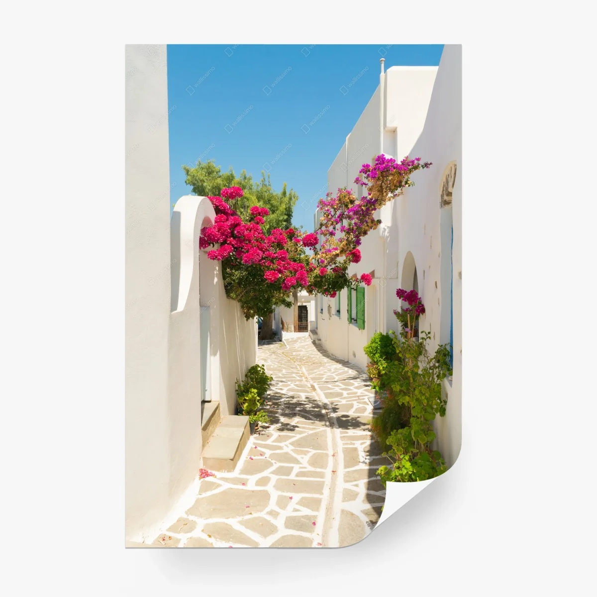 Carta da parati angolo mediterraneo con bouganvillea in fiore • Wallissimo®