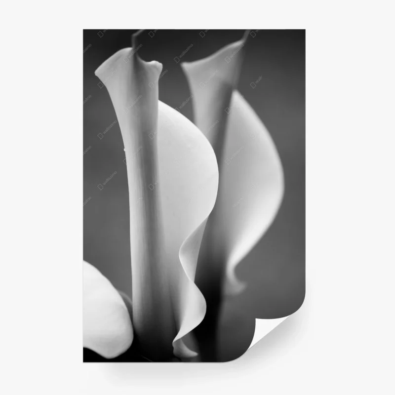 Carta da parati calla in movimento in bianco e nero
