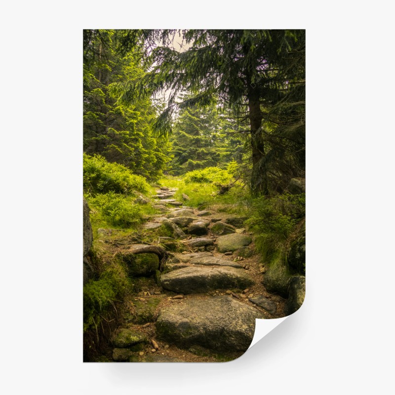 Carta da parati sentiero roccioso nel bosco