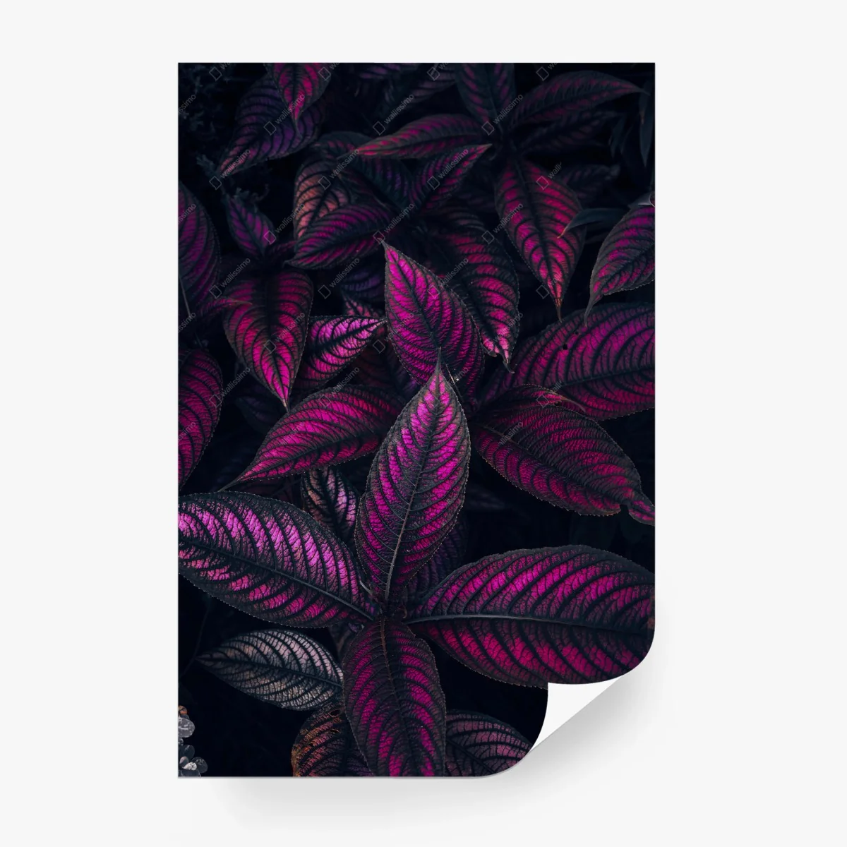 Carta da parati motivo botanico con foglie magenta • Wallissimo® Carta da parati motivo botanico con foglie magenta • Wallissimo®