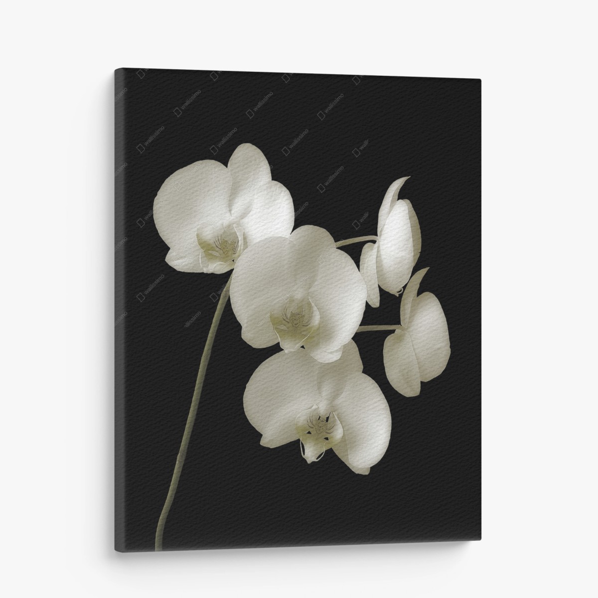 Quadro su tela eleganza di orchidee bianche su sfondo nero • Wallissimo® Quadro su tela eleganza di orchidee bianche su sfondo nero • Wallissimo®